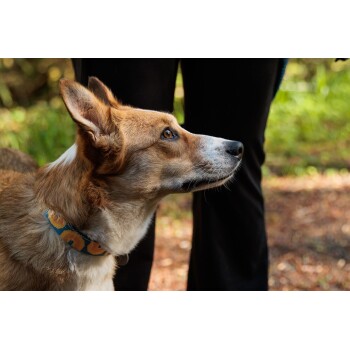 Eine Nahaufnahme eines braun-weißen Hundes mit aufgerichteten Ohren, der ein buntes Halsband trägt und zu einer Person in schwarzen Hosen aufblickt.