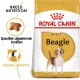 Royal Canin Beagle Adult hondenvoedingszak met een illustratie van een Beagle-hond, met tekst die de voeding voor het ras en het ideale gewicht benadrukt.