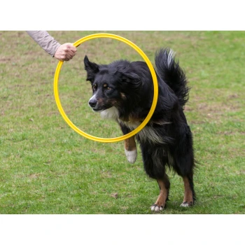 Agility Ring Ø 60cm Ein Hund springt durch einen gelben Reifen, der von einer Person gehalten wird, auf einem Rasenfeld.