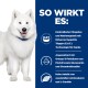 Ein flauschiger weißer Samojede mit einem blauen Halsband neben Text über die Vorteile von Hundefutter: E.A.T. Technologie, Omega-3, Glucosamin und Chondroitin.
