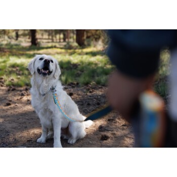 Ein glücklicher Golden Retriever sitzt auf einem Schotterweg im Wald, trägt eine bunte Leine, mit grünem Gras und Tannenzapfen im Hintergrund.