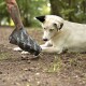 Eine Person mit einem tätowierten Arm zieht einem Hund in einer natürlichen Umgebung einen schwarzen Schutzschuh über.