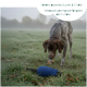 Blauer Canvas-Dummy für Hundetraining mit schwarzem Griffriemen und weißer Basis, verwendet für Apportierübungen.