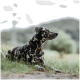 Ein schwarz-weißer gescheckter Hund liegt im Gras, trägt ein geflochtenes Halsband mit einem Anhänger und schaut in die Ferne.