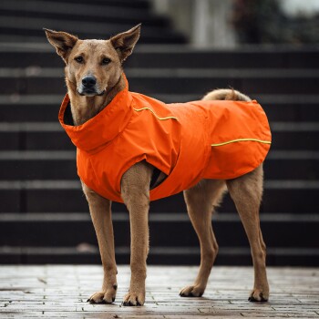 Ein Hund, der einen leuchtend orangefarbenen Regenmantel mit Kapuze trägt und auf einer Steinoberfläche steht, um sein stilvolles und funktionales Design zu zeigen.