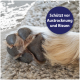Nahaufnahme einer Hundepranke auf einem Teppich mit blauem Abzeichen, auf dem Schützt vor Austrocknung und Rissen steht.