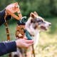 Eine Person hält eine gemusterte Hundeleine mit einem Abfallbeutelspender, während ein Hund im Hintergrund steht.