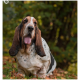 Basset Hound sitzt im Gras mit herausgestreckter Zunge, langen Ohren und weißem Fell mit braunen und schwarzen Flecken