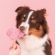 Eine Nahaufnahme eines braun-weißen Hundes, der eine rosa, pfotenförmige Eistüte leckt, die von einer Hand gehalten wird, vor einem rosa Hintergrund.