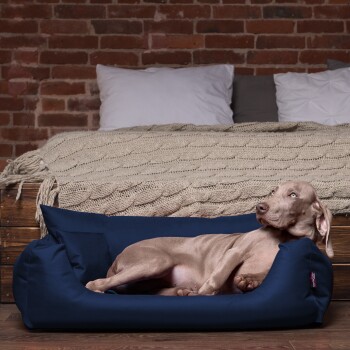 Ein entspannter Hund, der in einem gemütlichen navyblauen Hundebett liegt, vor einer rustikalen Ziegelwand und einer strukturierten beigen Decke.
