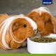 granulés cochons d’Inde 1 kg