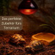 Zwei Babyschildkröten auf Rindensubstrat unter roter Wärmelampe neben einer Wasserschale; Text: „Das perfekte Zubehör fürs Terrarium“