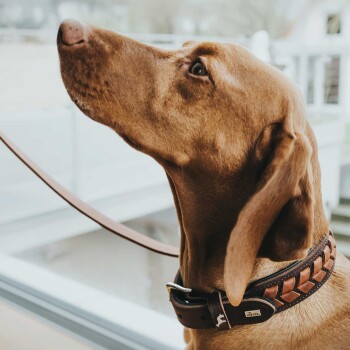 Eine Nahaufnahme eines braunen Hundes mit einem stilvollen geflochtenen Lederhalsband, der nach oben schaut und seinen aufmerksamen Ausdruck zeigt.