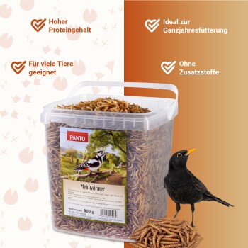 Ein großer Haufen getrockneter Mehlwürmer, der ihre länglichen, segmentierten Körper und die hellbraune Farbe auf einem weißen Hintergrund zeigt.