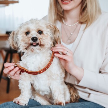 Kleiner flauschiger weiß-brauner Hund auf dem Schoß einer Frau, dem ein mit Nieten besetztes braunes Lederhalsband angelegt wird.