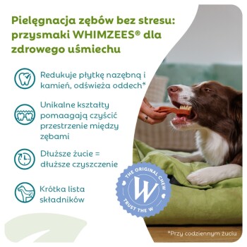 Brązowo-biały pies na zielonym legowisku żujący przysmak dentystyczny WHIMZEES trzymany przez rękę; polski nagłówek "Pielęgnacja zębów bez stresu".