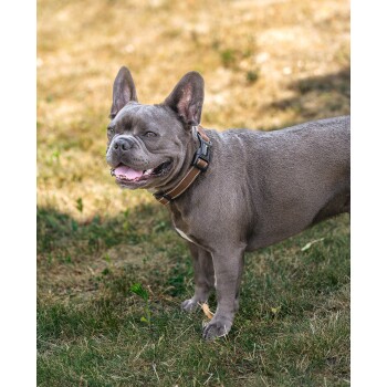 Brauner Haustierhalsband mit einer schwarzen Schnalle mit dem "lionto"-Logo und einem silbernen D-Ring zur Leinenbefestigung.