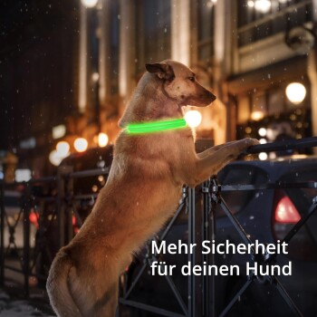 Ein Hund in einem leuchtend grünen Halsband steht auf seinen Hinterbeinen an einem Geländer in einer Stadt bei Nacht, mit dem Text "Mehr Sicherheit für deinen Hund."
