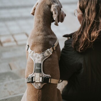 Ein grauer Hund mit einem stilvollen beigen und camouflagen Geschirr sitzt neben einer Person in einer schwarzen Jacke, beide schauen in die Ferne.