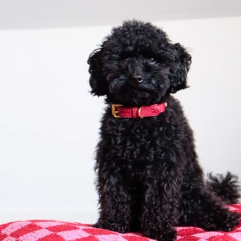 Ein kleiner, flauschiger schwarzer Hund mit lockigem Fell sitzt auf einer rot-weißen karierten Decke und trägt ein stilvolles rotes Halsband.