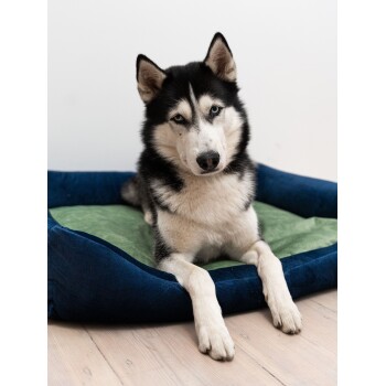 Ein schwarz-weißer sibirischer Husky mit blauen Augen ruht auf einem blauen Hundebett mit einem grünen Kissen und schaut direkt in die Kamera.
