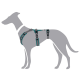 Illustration eines grauen Hundes, der ein teal- und schwarzfarbenes verstellbares Geschirr trägt, das sein Design und seine Passform zeigt.