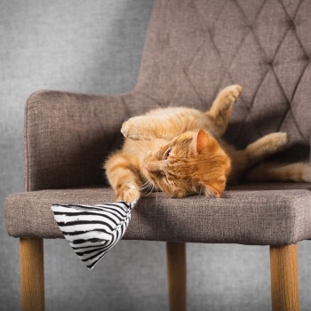 Eine orange getigerte Katze rollt verspielt auf einem braunen Stuhl und hält ein schwarz-weiß gestreiftes Spielzeug mit ihrer Pfote fest.