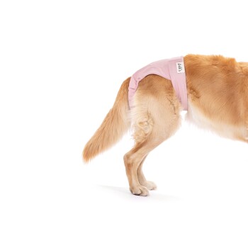 Ein Golden Retriever trägt eine hellrosa Hundewindel und zeigt sein Hinterbein und seinen flauschigen Schwanz vor einem weißen Hintergrund.