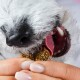 Eine Person füttert einen schwarz-weißen Hund mit einem Leckerli aus einem roten Behälter mit dem Etikett "GELENK DOOPS," vor einem rosa Hintergrund.