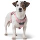 Ein kleiner, weiß-brauner Jack Russell Terrier trägt ein pinkes Geschirr mit einem schwarzen Logo, das "HUNTER" liest.