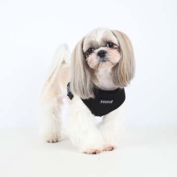 Ein süßer Shih Tzu Hund mit langem, seidig glänzendem Fell, der ein schwarzes Geschirr mit der Aufschrift "PUPPIA" trägt, vor einem weißen Hintergrund.