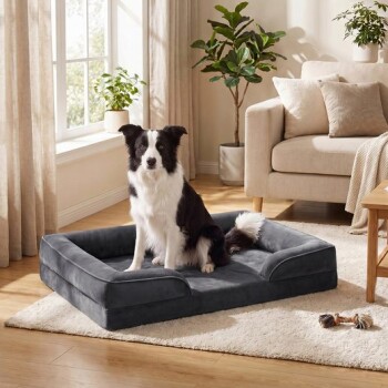 Schwarz-weißer Border Collie sitzt auf einem grauen Hundebett mit Rand in einem sonnenbeschienenen Wohnzimmer mit beigem Sofa, Teppich und Pflanzen.