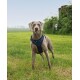 Ein grauer Hund trägt ein blaues Geschirr und steht auf einer grasbewachsenen Fläche mit klarem Himmel im Hintergrund.