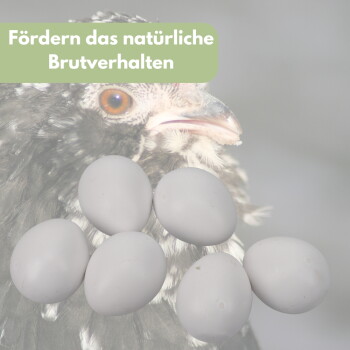 Hühnerkopf hinter sechs künstlichen Eiern; grünes Banner mit der Aufschrift "Fördern das natürliche Brutverhalten".
