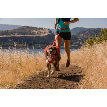 Eine Frau joggt auf einem Schotterweg mit einem glücklichen braun-weißen Hund, der ein rotes Geschirr trägt, umgeben von hohem Gras und einer malerischen Landschaft.
