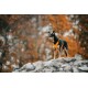 Ein schwarzer und brauner Hund steht auf einem felsigen Vorsprung, trägt ein oranges Geschirr und hat einen verschwommenen herbstlichen Hintergrund aus orangefarbenem und braunem Laub.