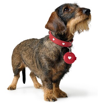 Ein brauner und schwarzer Dackel trägt ein rotes Halsband mit weißen Herzdesigns und einem passenden herzförmigen Anhänger und schaut nach oben.