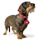 Ein brauner und schwarzer Dackel trägt ein rotes Halsband mit weißen Herzdesigns und einem passenden herzförmigen Anhänger und schaut nach oben.