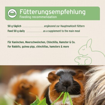 Bild zeigt Meerschweinchen, die Grünfutter fressen, mit täglichen Fütterungshinweisen auf Deutsch und Englisch für Kleintiere.