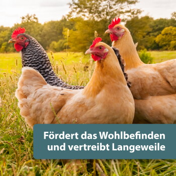 Drei Hennen (zwei beige, eine gestreift) auf einer Wiese; sichtbarer Text: 'Fördert das Wohlbefinden und vertreibt Langeweile'.