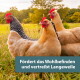 Drei Hennen (zwei beige, eine gestreift) auf einer Wiese; sichtbarer Text: 'Fördert das Wohlbefinden und vertreibt Langeweile'.