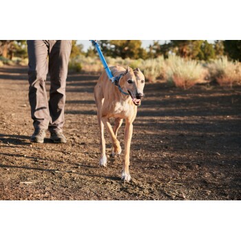 Eine Person führt einen glücklichen Greyhound an einer blauen Leine auf einem Schotterweg, umgeben von Grün.