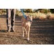 Eine Person führt einen glücklichen Greyhound an einer blauen Leine auf einem Schotterweg, umgeben von Grün.