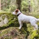 Ein kleiner weißer Hund mit einem braunen Fleck auf dem Kopf steht auf einem moosbedeckten Stein in einem üppigen grünen Wald und schaut aufmerksam nach vorne.