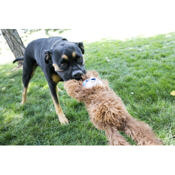 Schwarz-brauner Hund zerrt ein braunes, pelziges Faultier-Plüschtier auf grünem Gras.