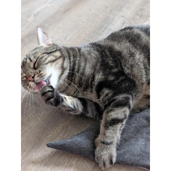 Getigerte Katze liegt auf dem Holzboden, leckt ihre Pfote und ruht auf einem grauen Stoff-Katzenspielzeug.