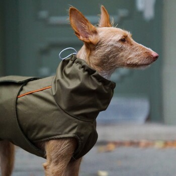 Ein Seitenprofil eines tanfarbenen Hundes, der eine stilvolle olivgrüne Jacke mit orangefarbenen Akzenten trägt und im Freien steht.