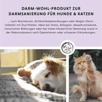 Colon Vital Produkt für Hunde und Katzen, mit einer Nahaufnahme des Gesichts eines Dackels, mit Text auf Deutsch über die Darmgesundheit nach der Entwurmung.