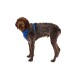 Ein braun-grauer Hund mit einem blauen Geschirr steht vor einem weißen Hintergrund und schaut neugierig in die Kamera.