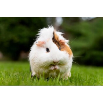 Flauschiges weiß-braunes langhaariges Meerschwein sitzt auf grünem Gras im Freien.